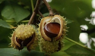 uporaba kostanja za zdravljenje prostatitisa