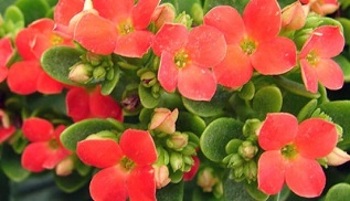 Kalanchoe za zdravljenje kroničnega prostatitisa