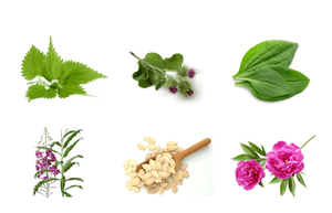 rastline za prostatitis
